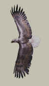 Rowe-SpiritontheWind.jpg (62451 bytes)
